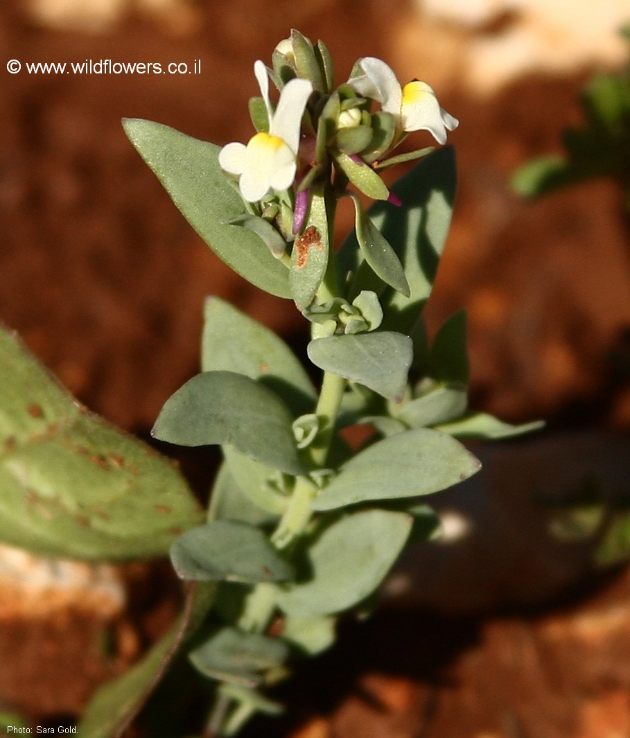 Linaria albifrons